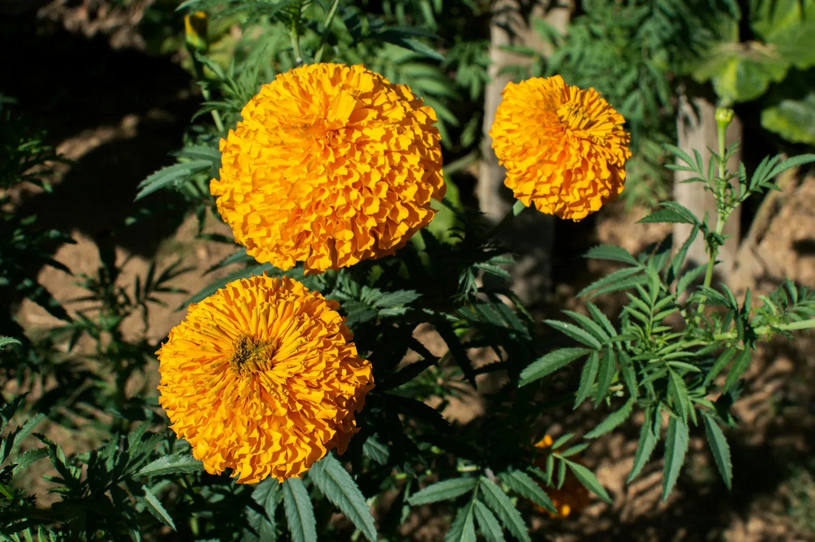Tres flores de cempasúchil amarillo anaranjado en una planta, en un jardín de Oaxaca