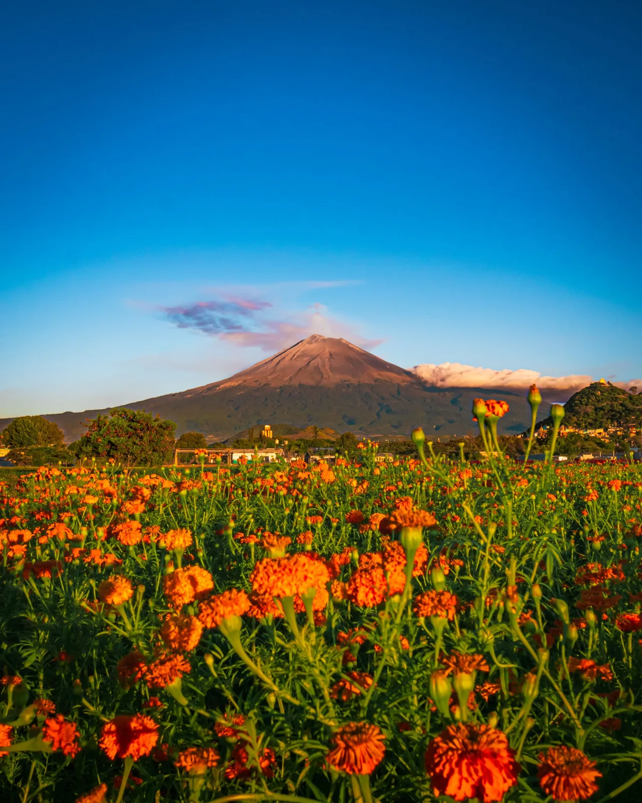 Campo de cempasúchil en flor en Atlixco, Puebla, con el volcán Popocatépetl al fondo