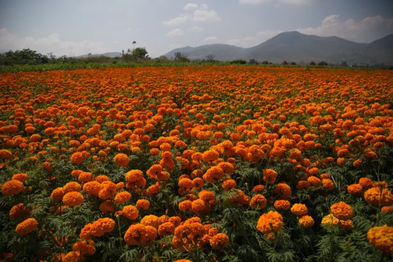 Flor de cempasúchil: origen, colores y lugar en la ofrenda