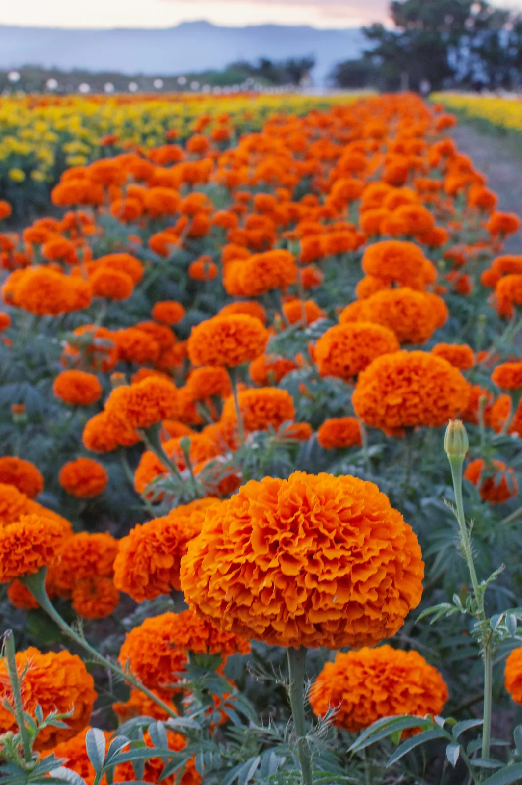 Surcos de cempasúchil naranja en un campo de Oaxaca, con hileras de cempasúchil amarillo detrás