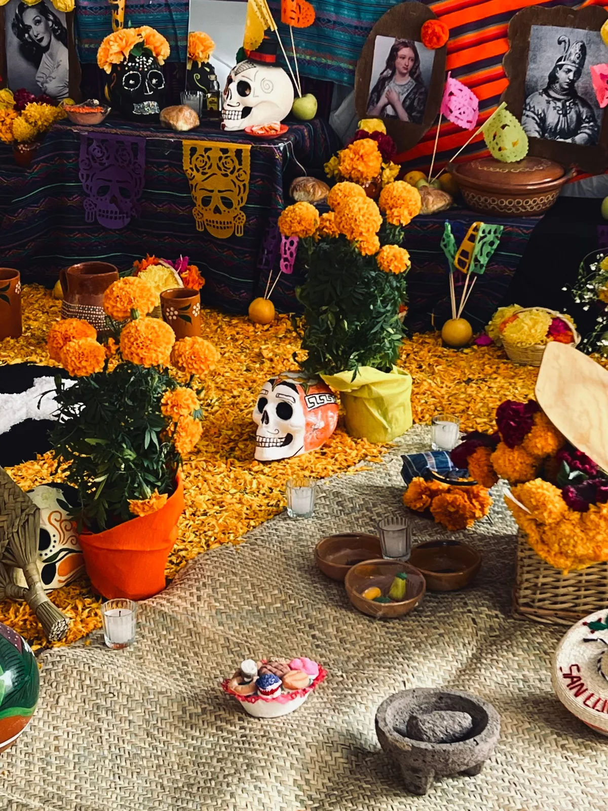 Ofrenda de Día de Muertos con macetas de cempasúchil, un camino de pétalos en el piso, calaveras y, a la derecha, flores de terciopelo guinda